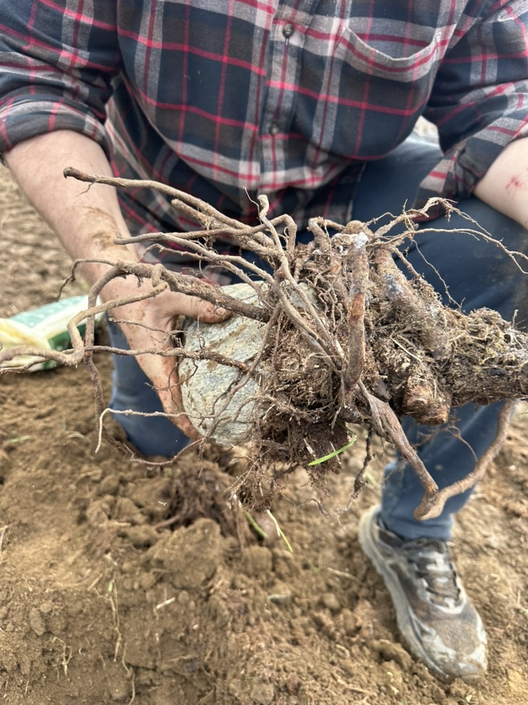 Ellen G. White Tree Planting