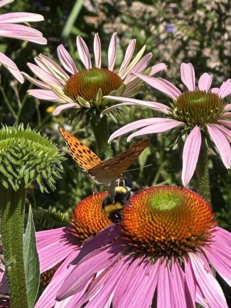 Pollinator & Culinary Herb Border Establishment