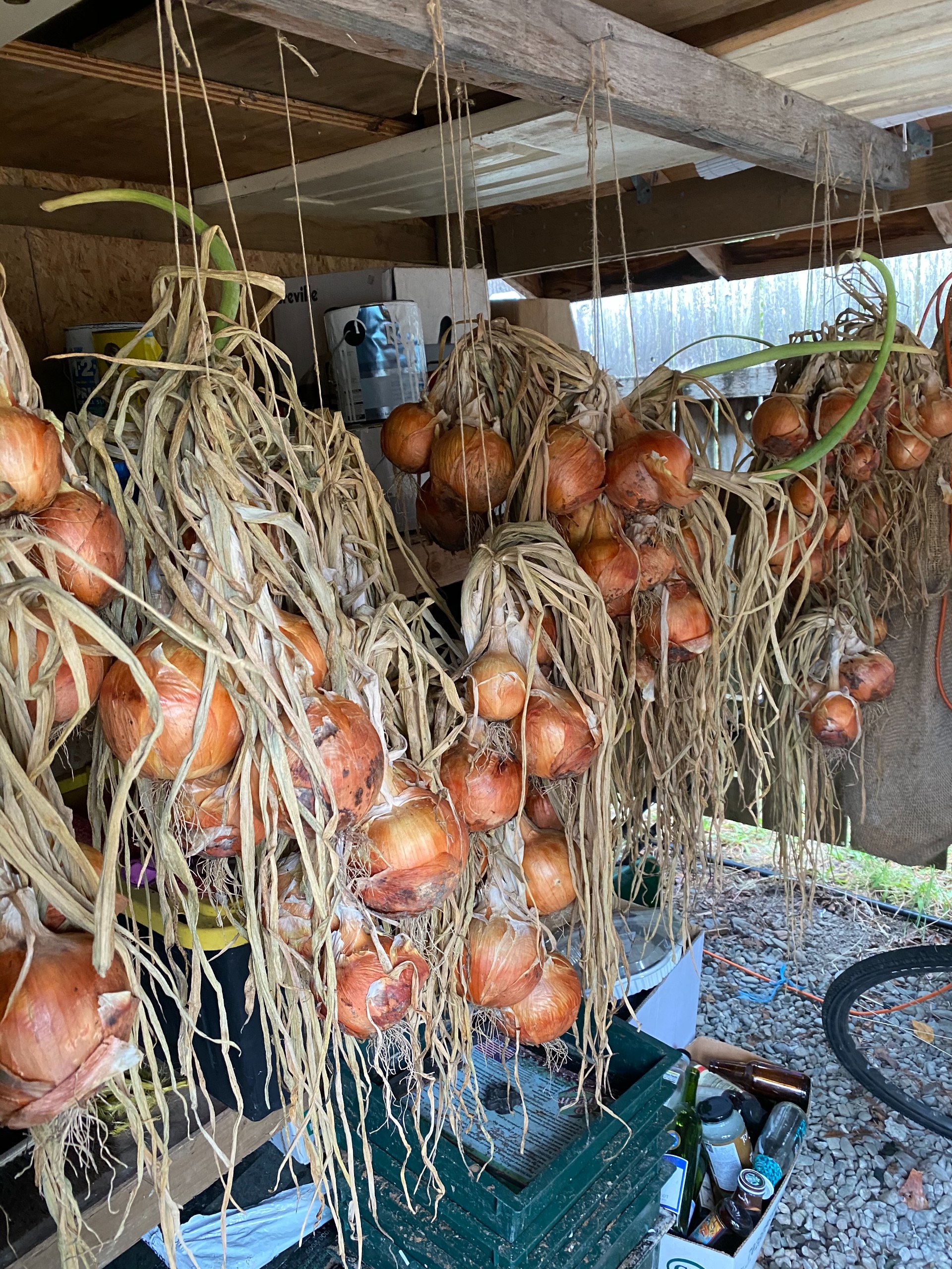 Autumn Garlic, Bulbs & Perennial Division Day