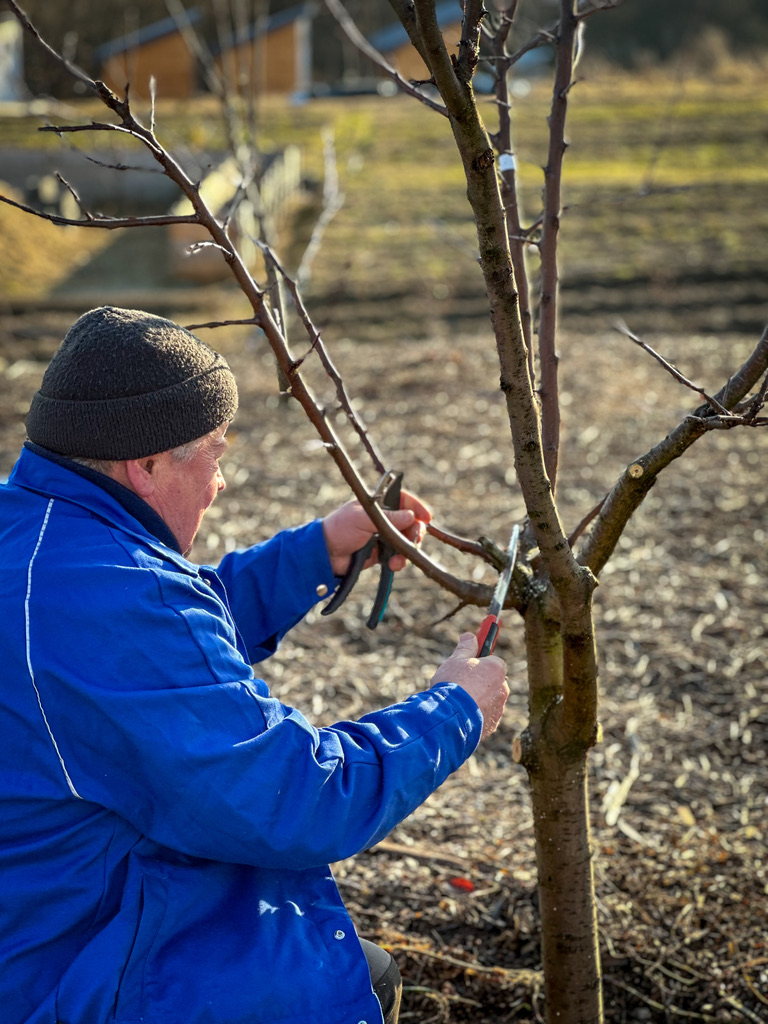 Dormant Orchard Pruning & Tree Training