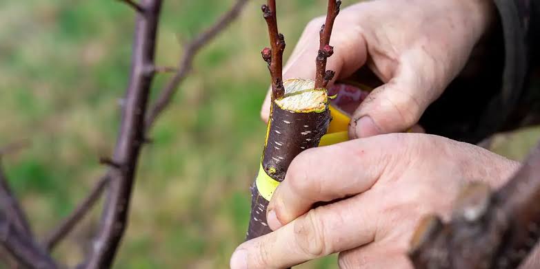 Fruit Tree Grafting & Budding Workshop