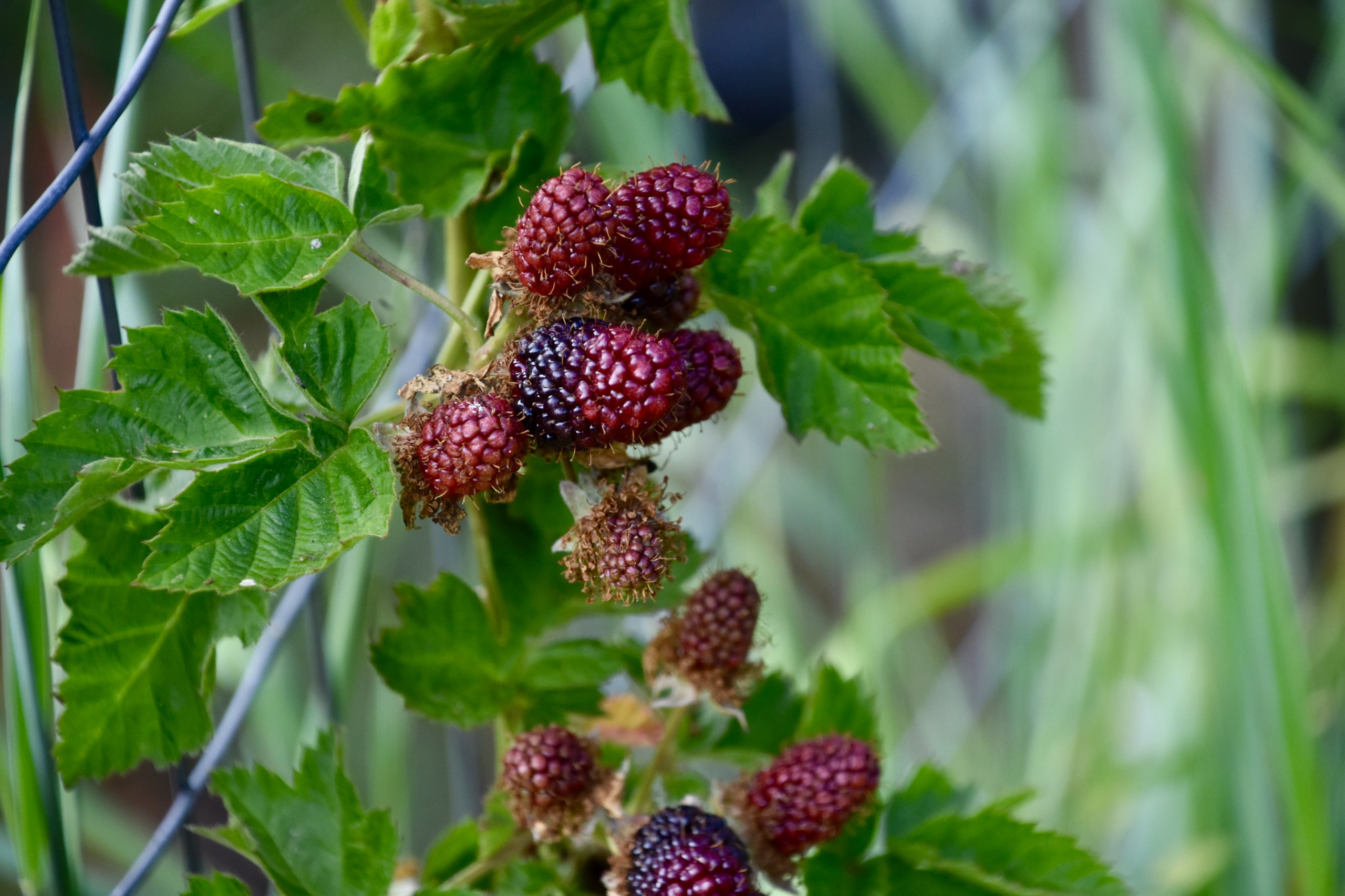 Berry, Grape & Vine Pruning and Trellising