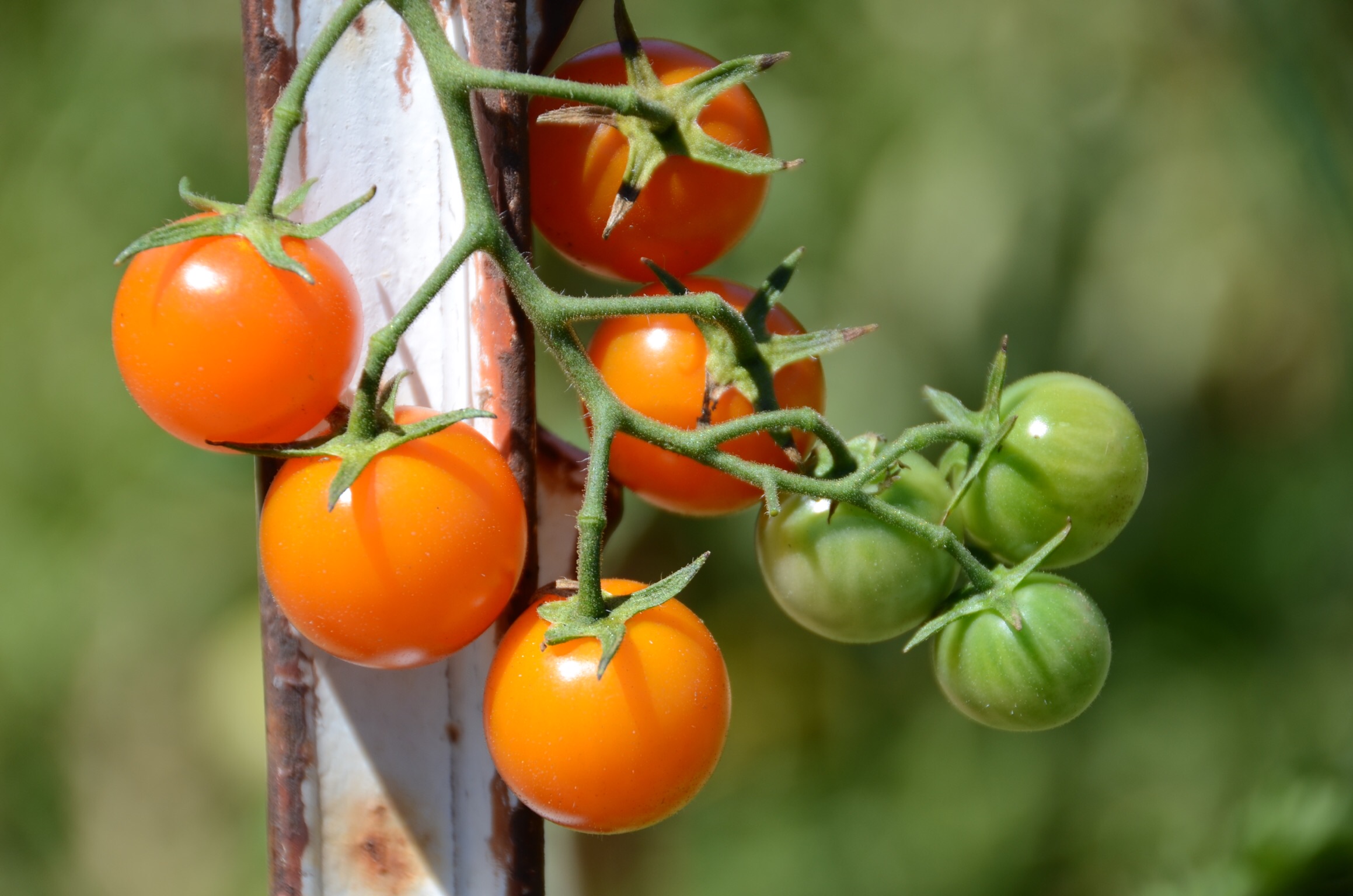 Crop Support & Tomato Training Workshop