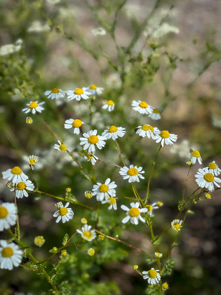 Garden Doctor: Weeds, Pests, Disease & Beneficial Insects