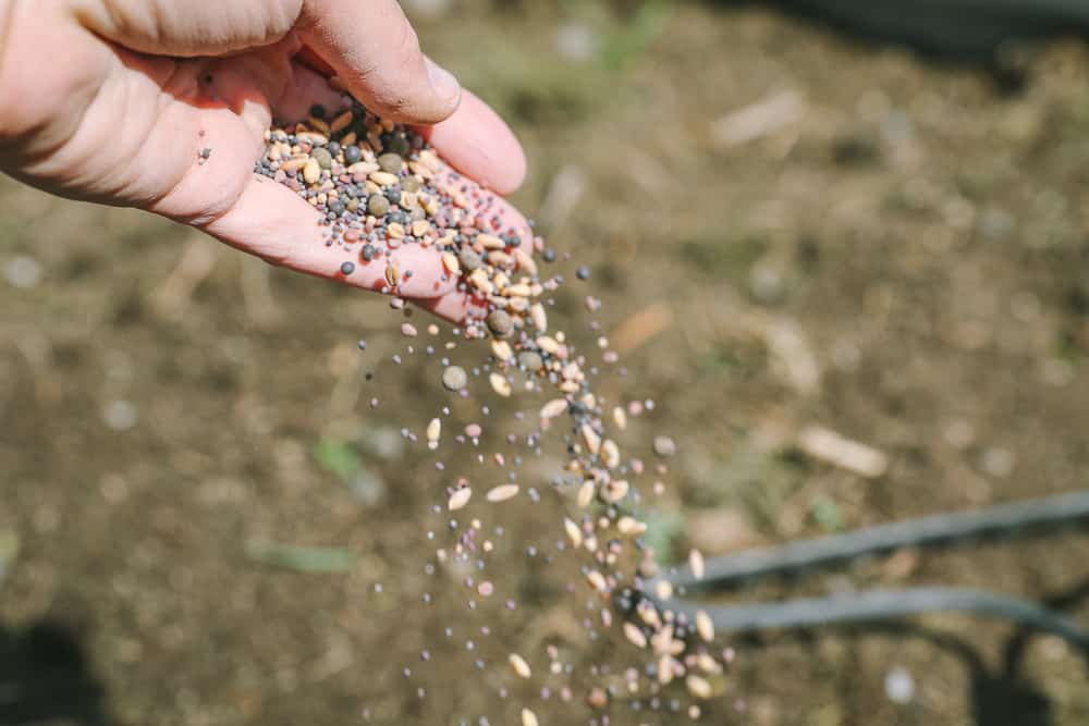 Plant a Cover Crop & Green Manure