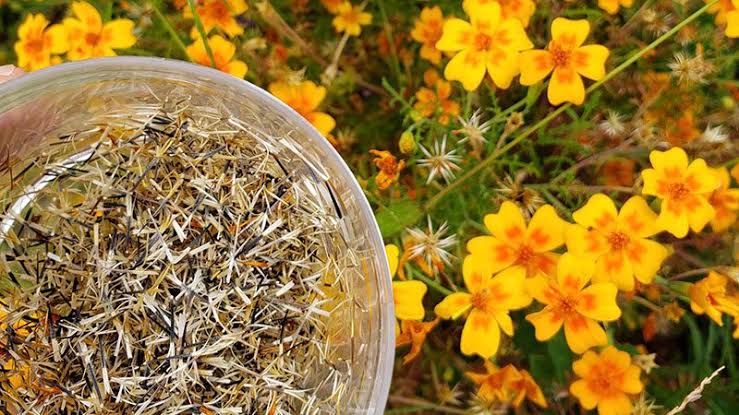Seed Saving, Cleaning & Cataloging Workshop