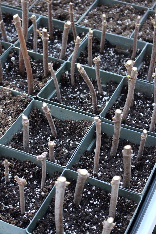 Plant Propagation: Cuttings, Division & Layering