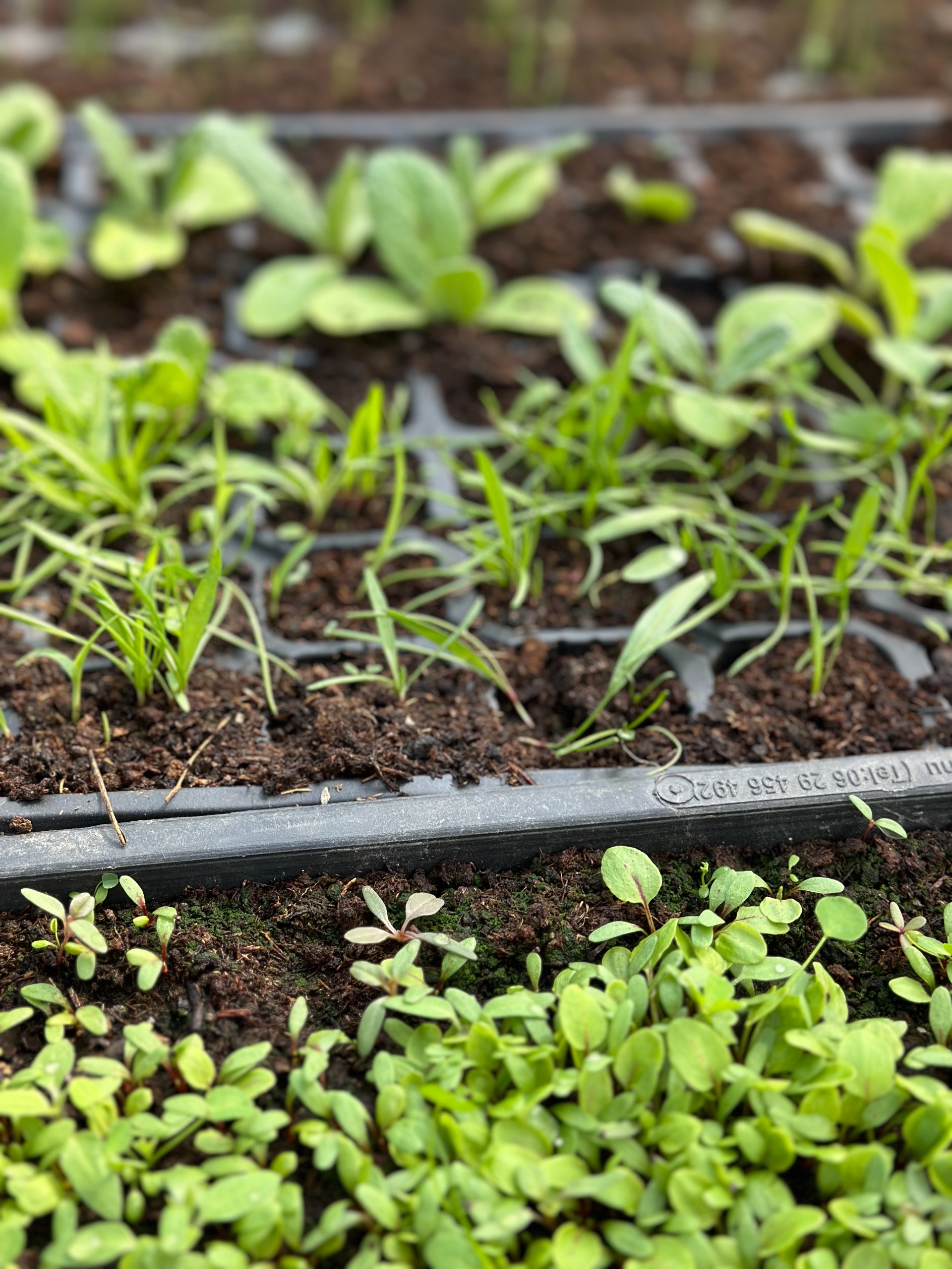 Winter Greenhouse & Microgreens Workshop