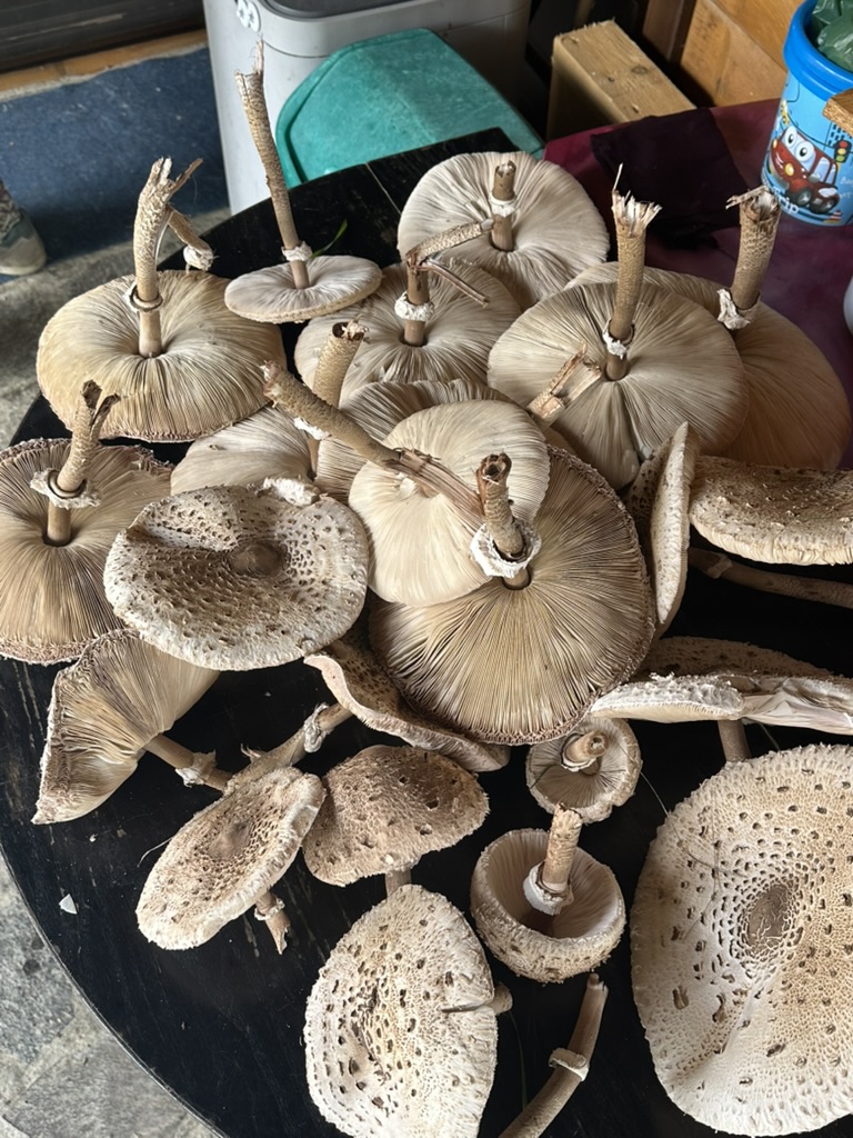 Seasonal Forest & Wild Food Foraging