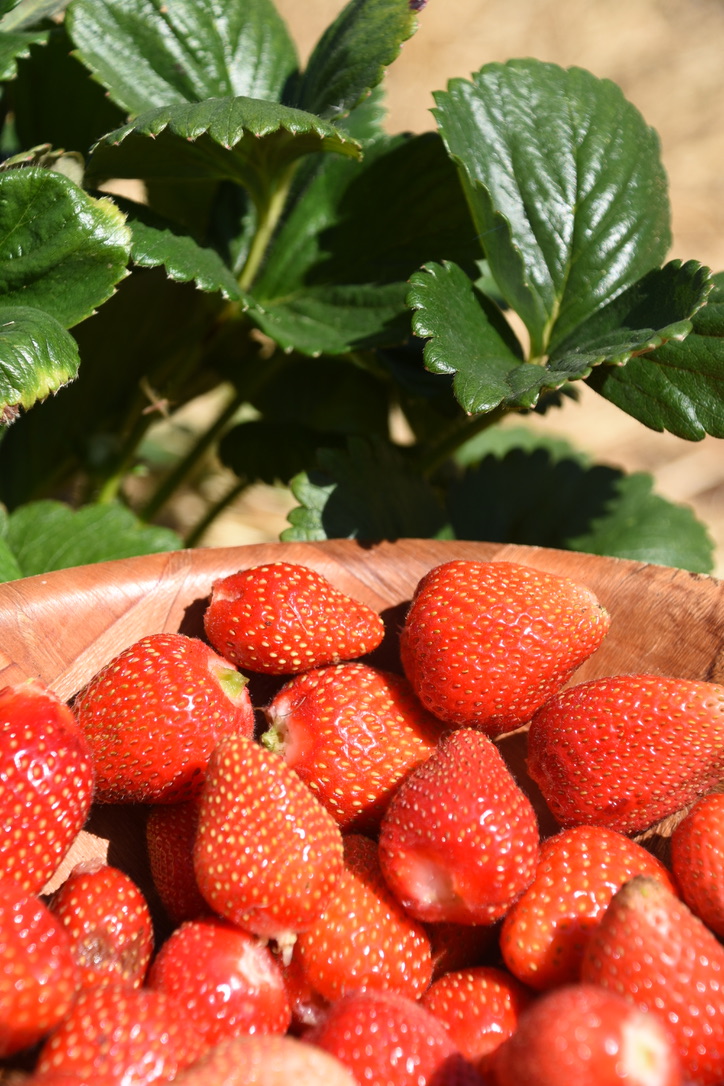 Seasonal Orchard & Berry Harvest