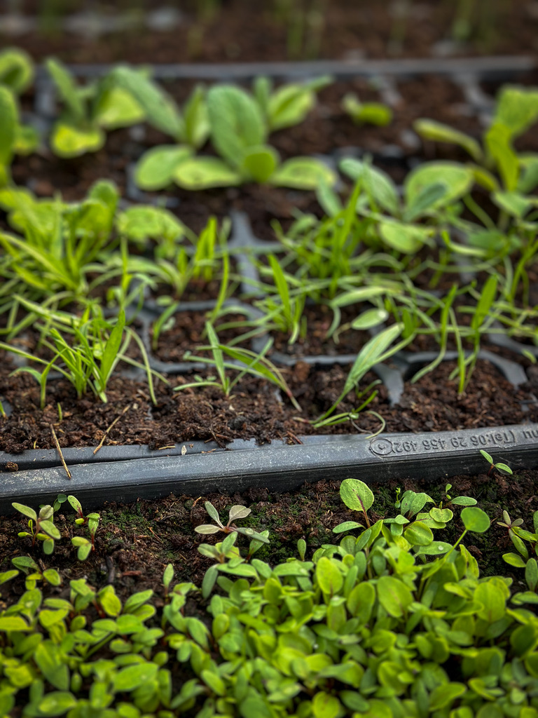 Greenhouse & Microgreens Workshop