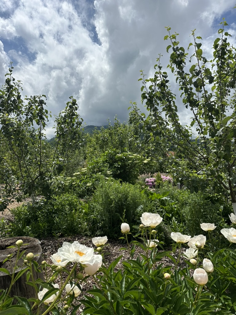 Food Forest & Restoration Ecology Walk